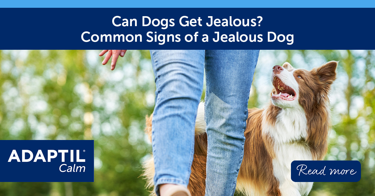Can Dogs Get Jealous? Common Signs of a Jealous Dog